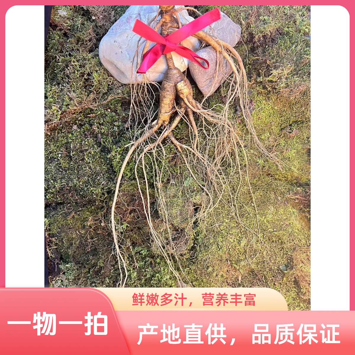 长白山林下参直播链接，直播间一物一拍