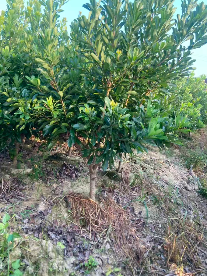 绿植盆栽直播间一物一拍