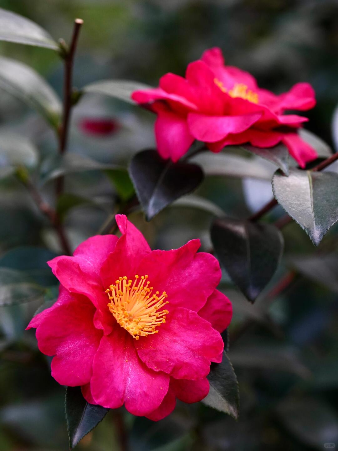 茶梅花立寒红花茶梅花冬季开花露天苗