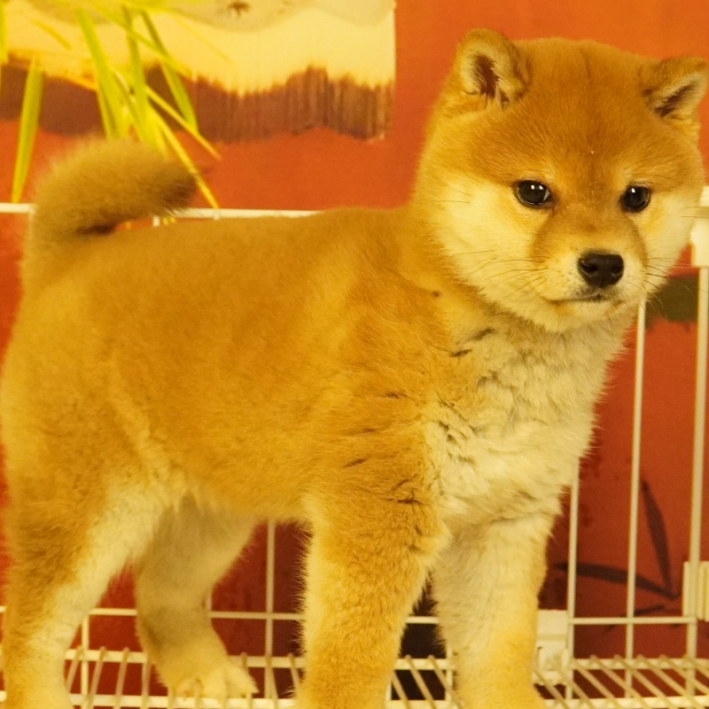 祥和居柴犬宠物狗狗伴侣犬女朋友礼物聪明温顺乖小狗