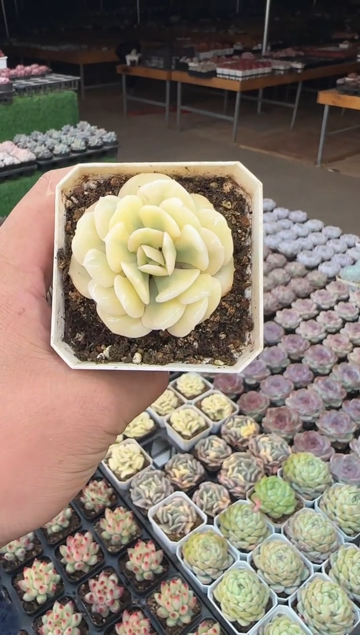 【闪购商品】1月18日雪精灵覆轮锦单头（5cm）