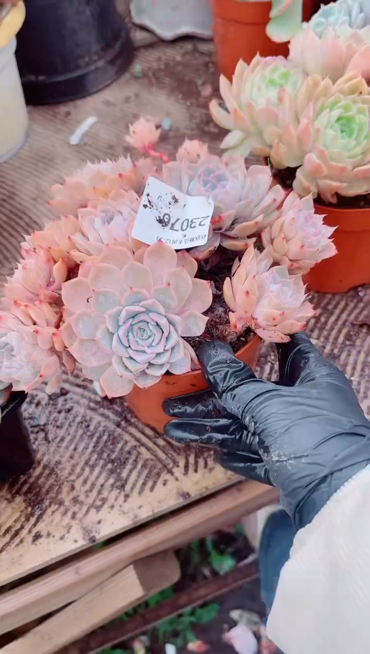 跃跃精品多肉23076