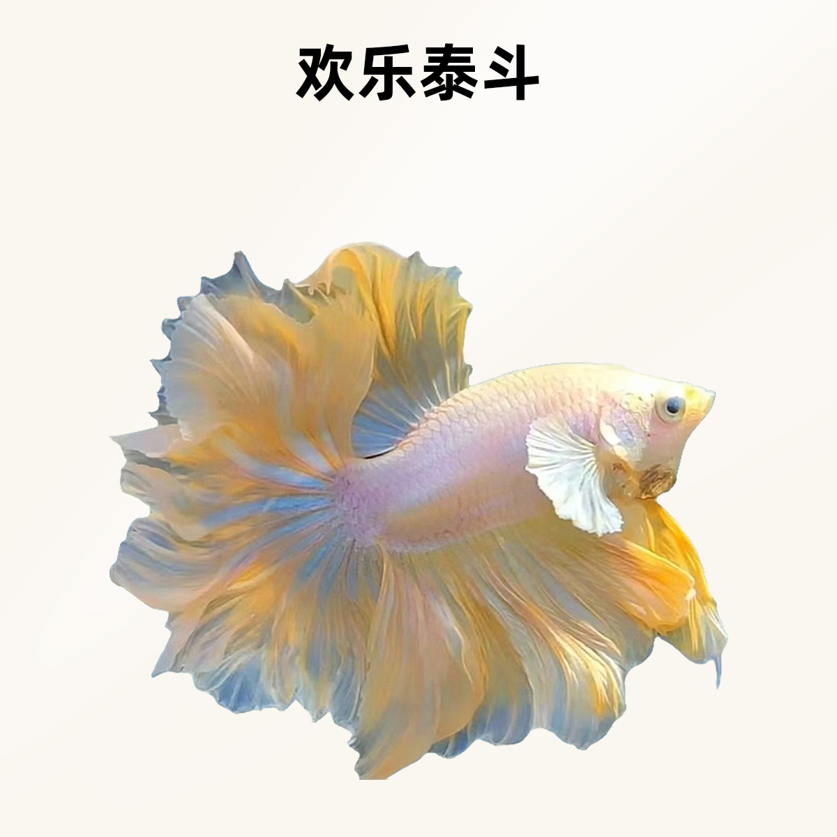 A1（1-24）欢乐泰斗小型热带观赏鱼（直播间选鱼）