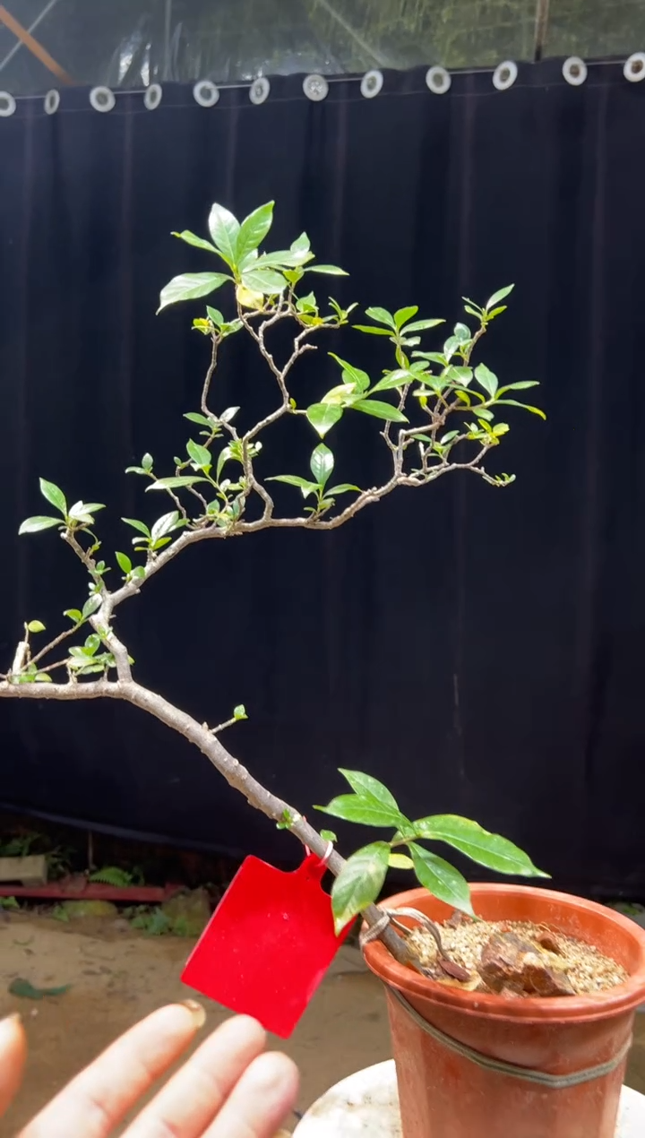 完全开放宠****馆海岛栀子花