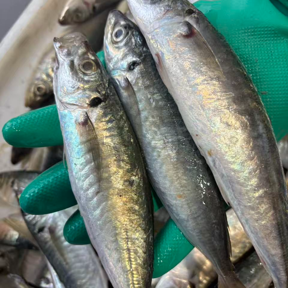 广西本港巴浪鱼 野生海鱼 速冻发 不退货