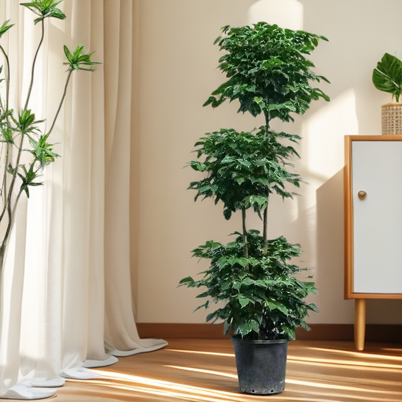【老熊的花】150-170cm三层老桩绿宝幸福树净化空气室内大型绿植物