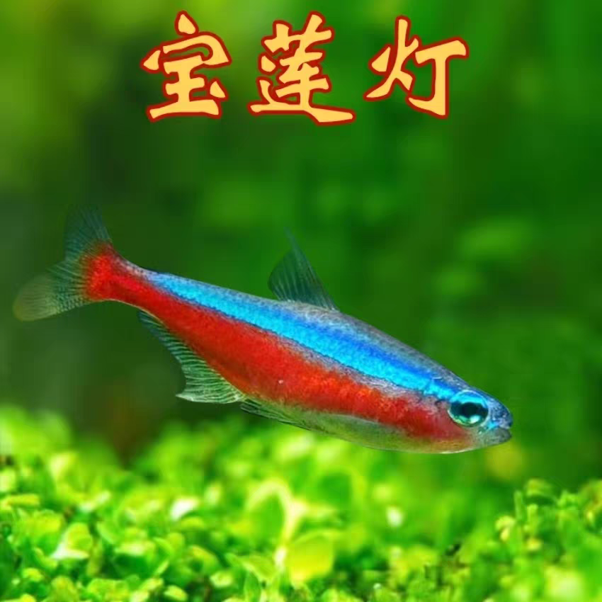 鱼郎水族，小型鱼合集，包邮包损，需要完整开箱视频