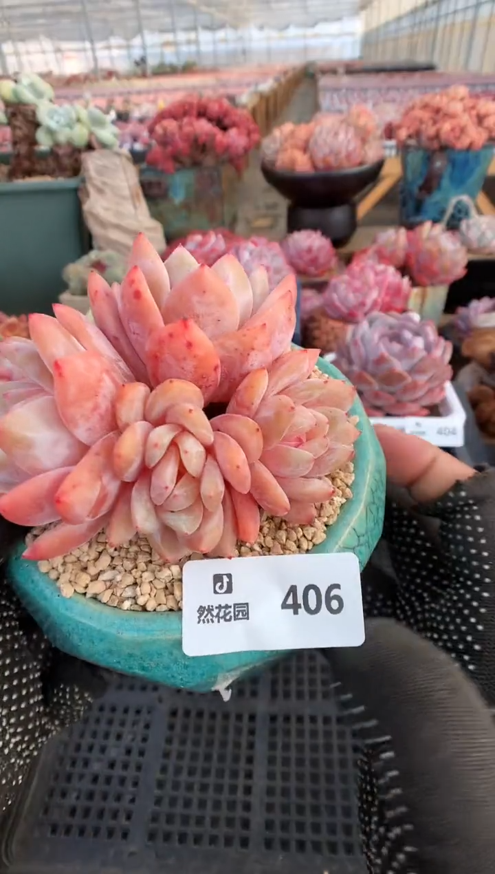 【闪购商品】406雪天使一物一拍