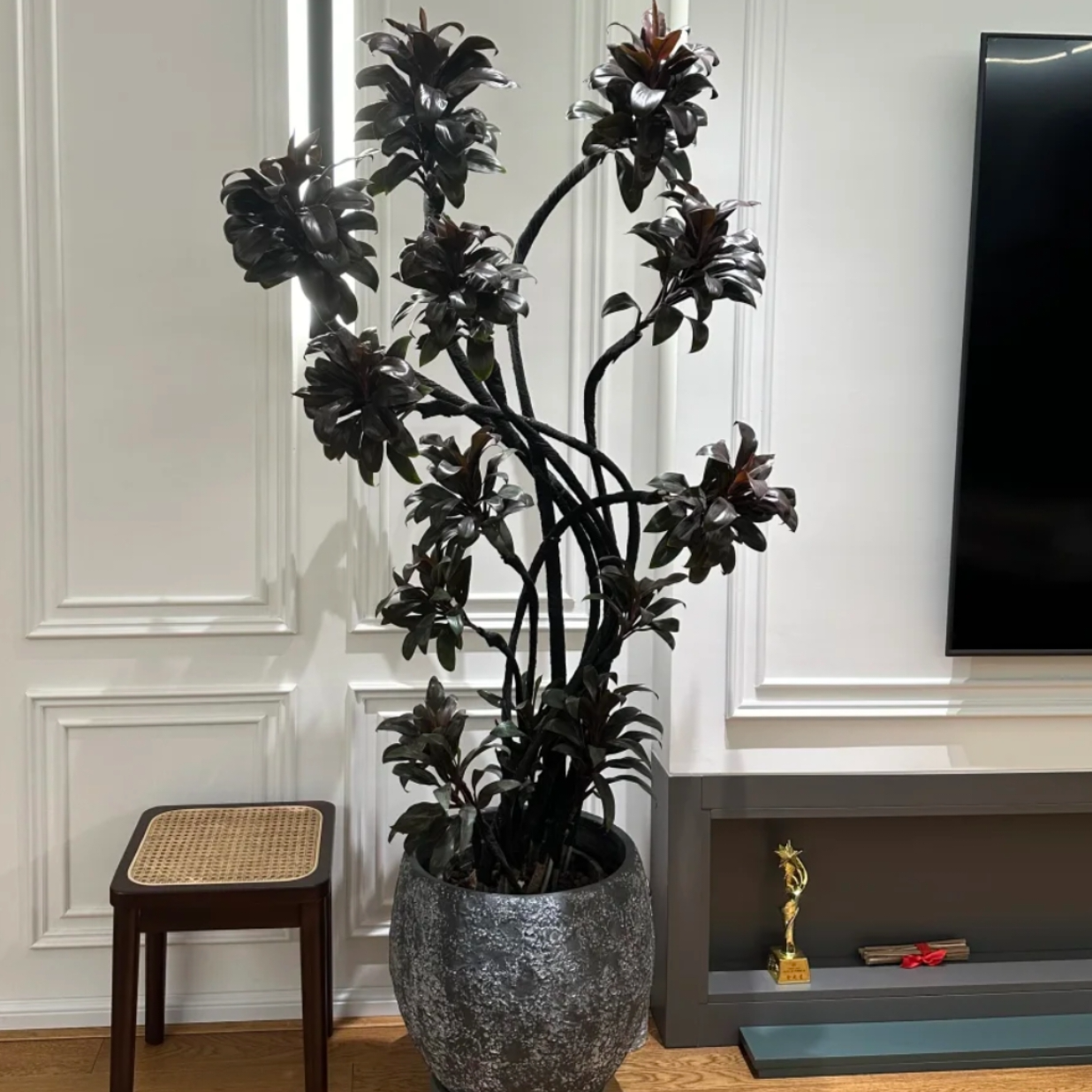 娃娃朱蕉紫气东来紫宝石适合新手造型盆栽ins风氛围感好养绿植