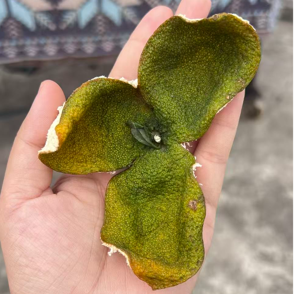 2025年/  南坦岛狗腩大胜围新皮 （出口装）