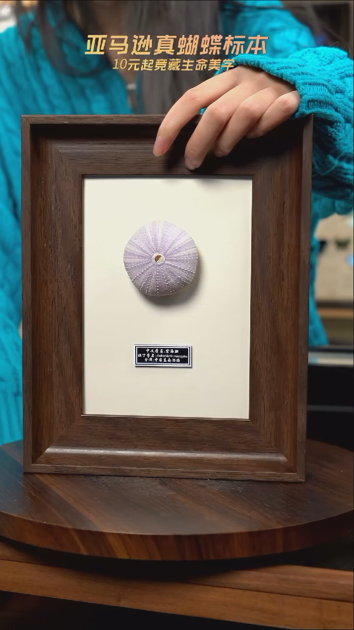 紫海胆标本摆件  