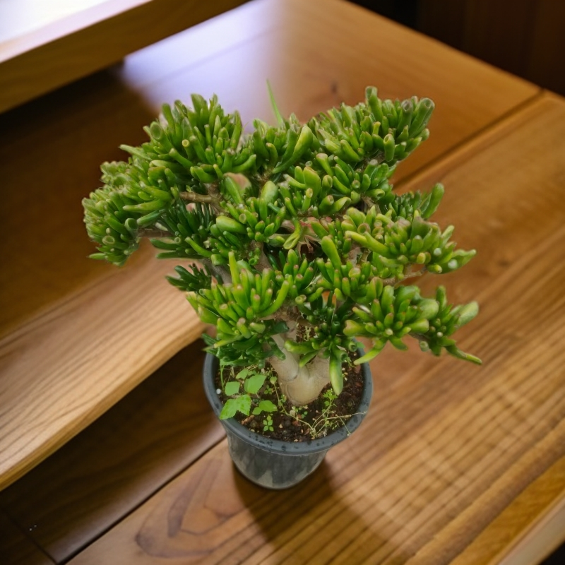 4年吸财树 多肉植物室内外好种好养耐旱耐寒绿植