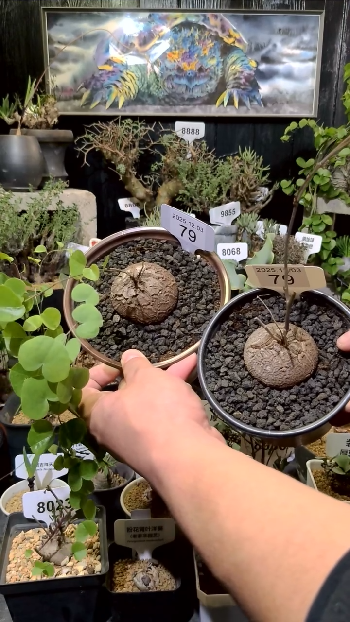 79号1203福利南非龟甲龙买一送一