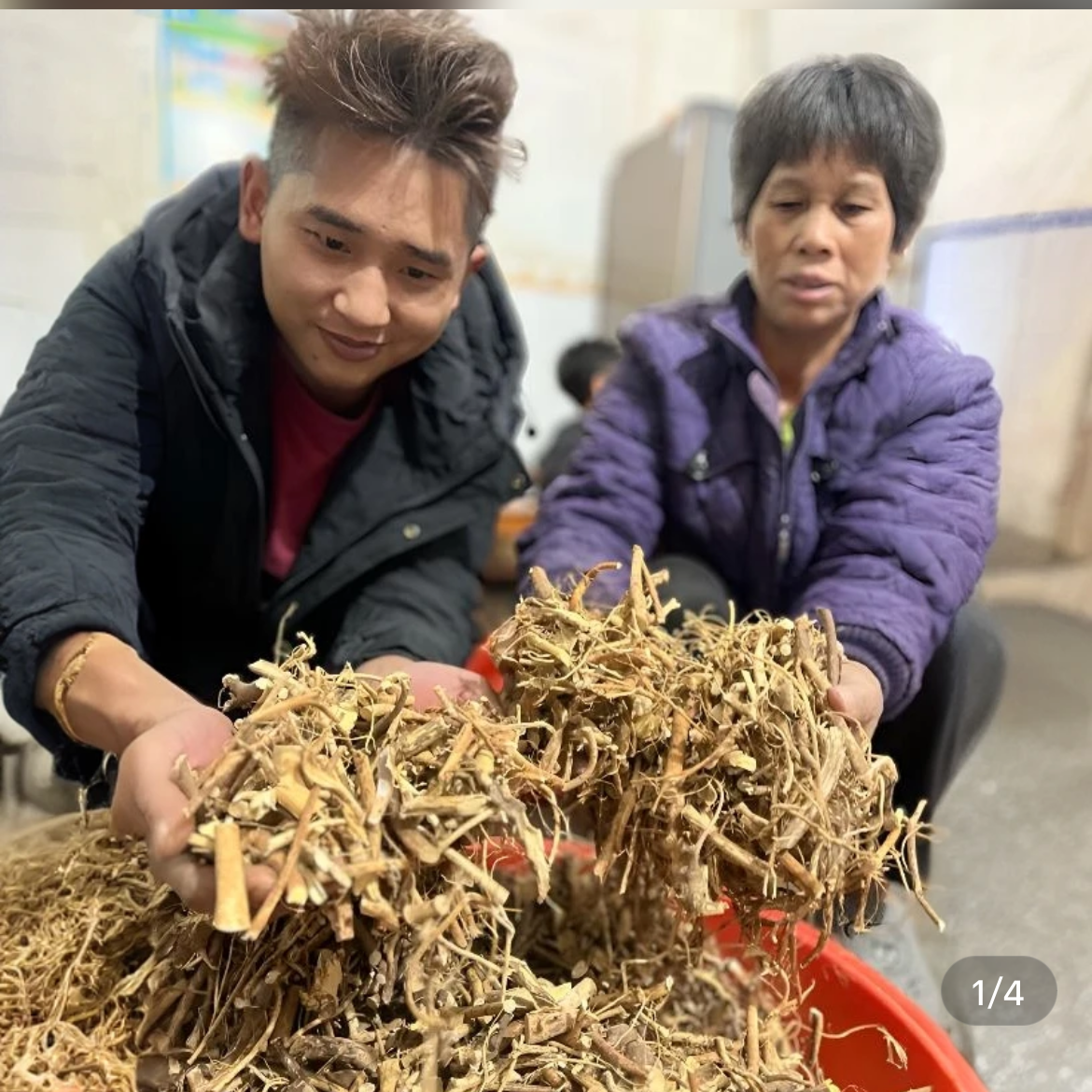 大冰精选生长五指毛桃