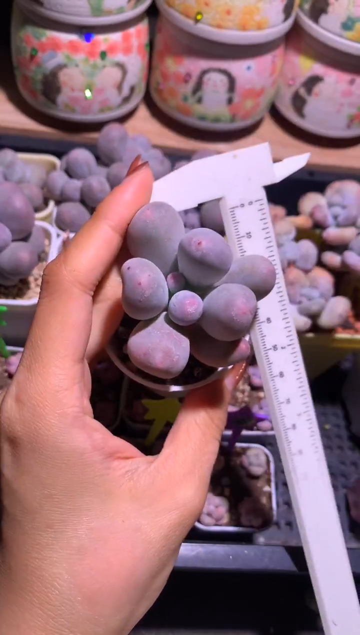 24年7月回国韩国米可，叶子有个晒伤