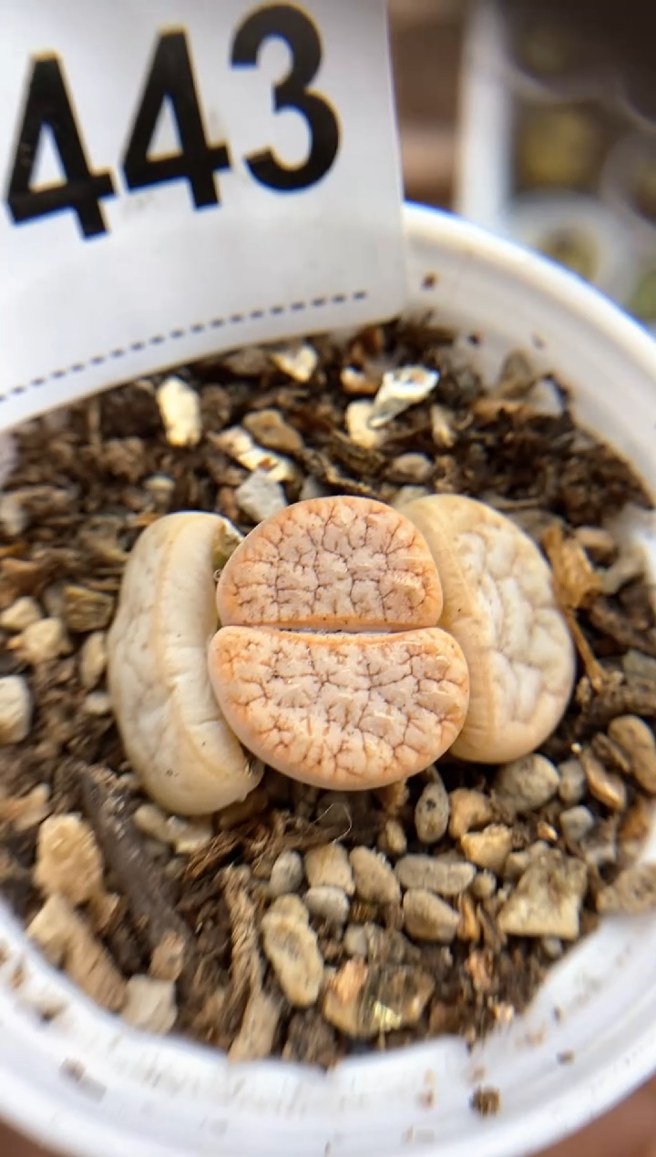 【闪购商品】7443直播间一物一拍链接