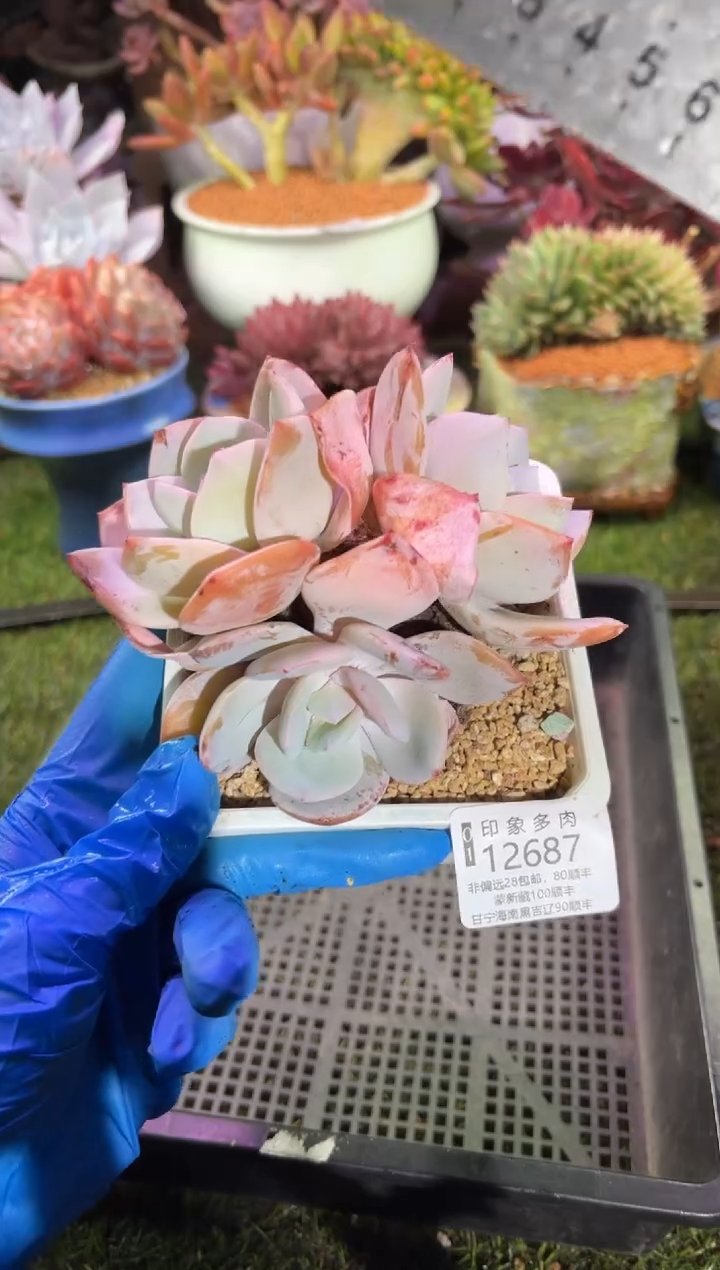 【闪购商品】12687