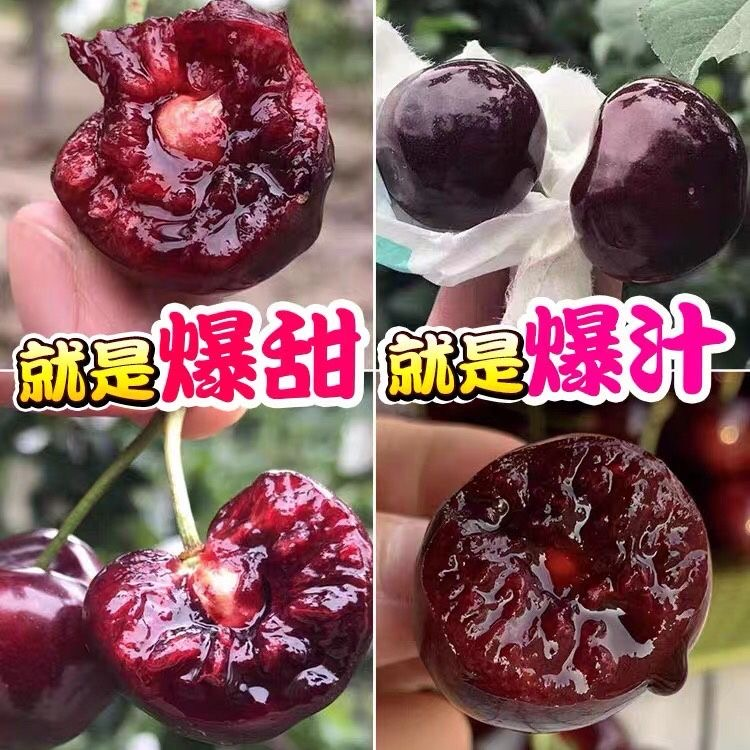 5斤特大黑车珍珠大樱桃 新鲜水果国产黑珍珠车厘子空运