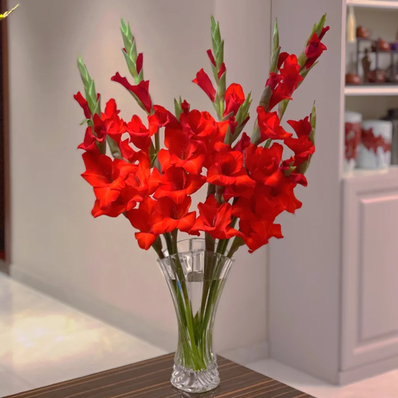 到手3颗【开门红】唐菖蒲剑兰种球室内庭院绿植四季盆栽室外