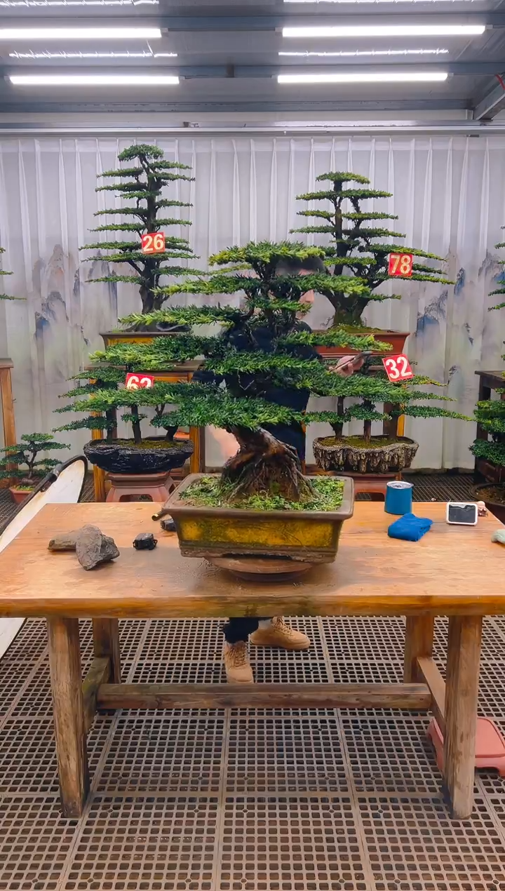 无花朵小****）精品盆景直播间一物一拍