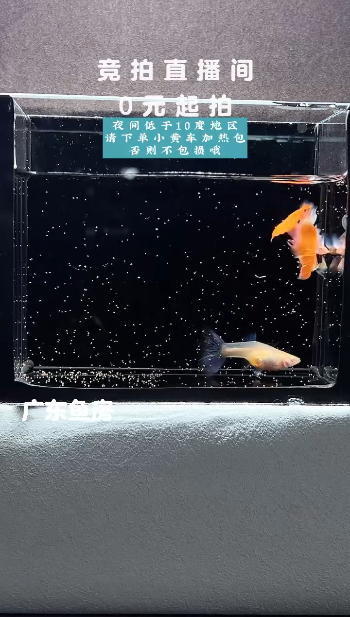 孔雀鱼蓝白火烧云鸥翼三只编号47