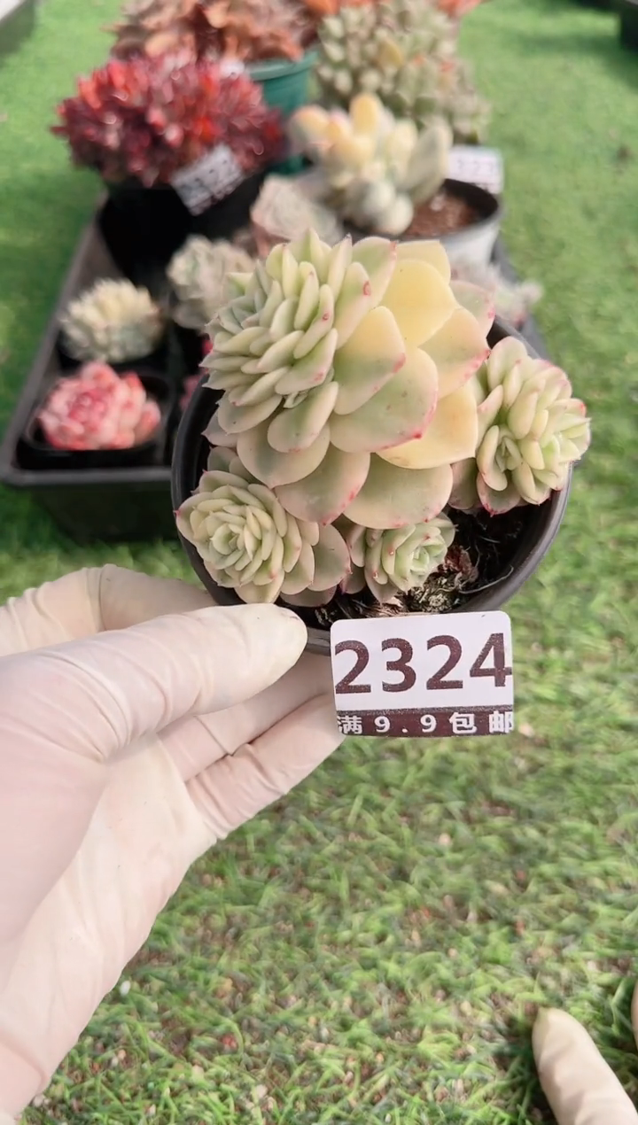 【闪购商品】信服多肉一物一拍