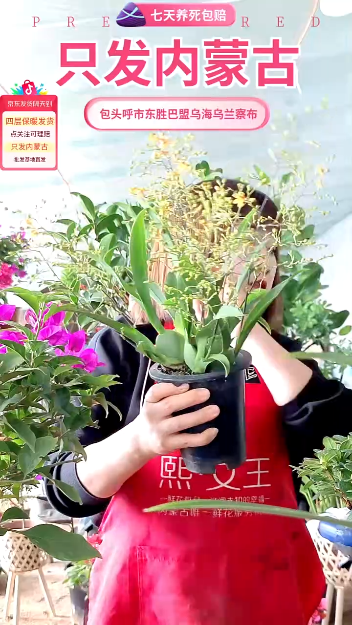 完全开放橙金色梦香兰