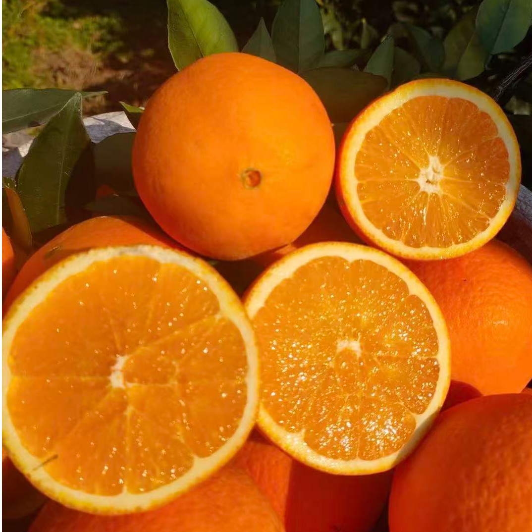 辰溪县丫髻山纽荷尔脐橙新鲜现摘爆甜多汁水果10斤精品果75-80mm