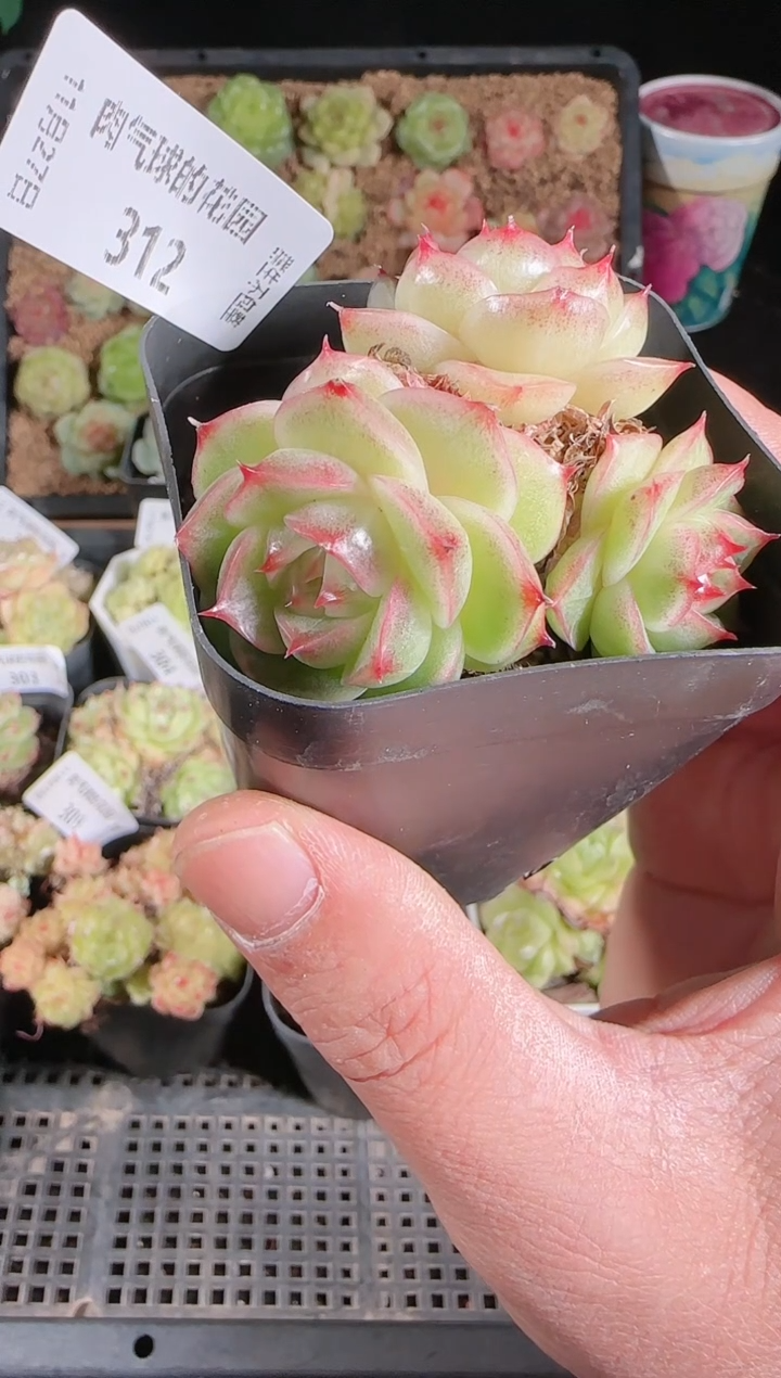 1127-312群生不包整