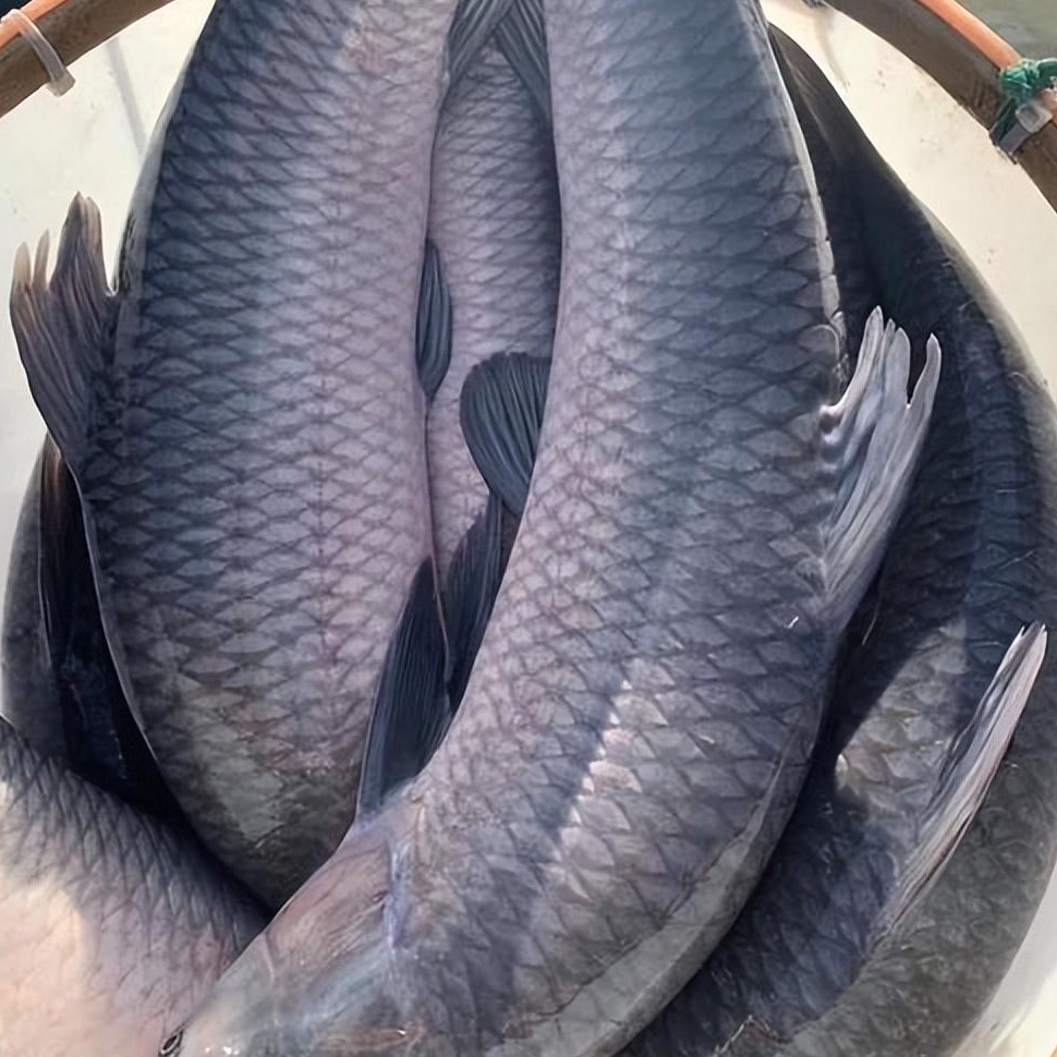【条】冰鲜现捞   青鱼