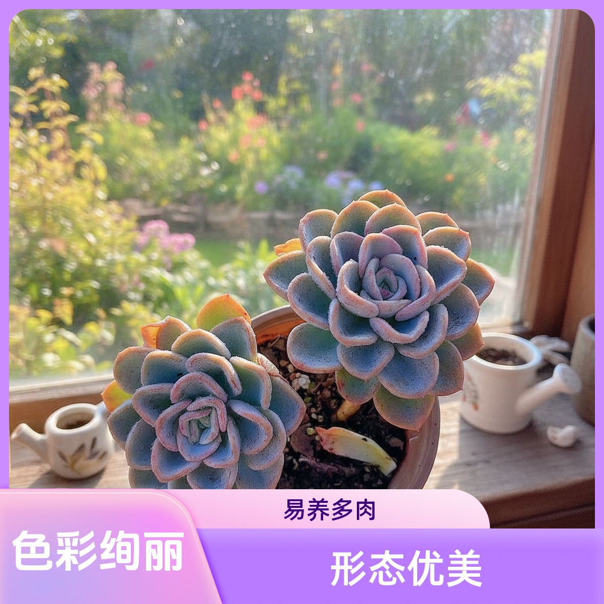 单头美尻脱土  灵峰多肉净化空气