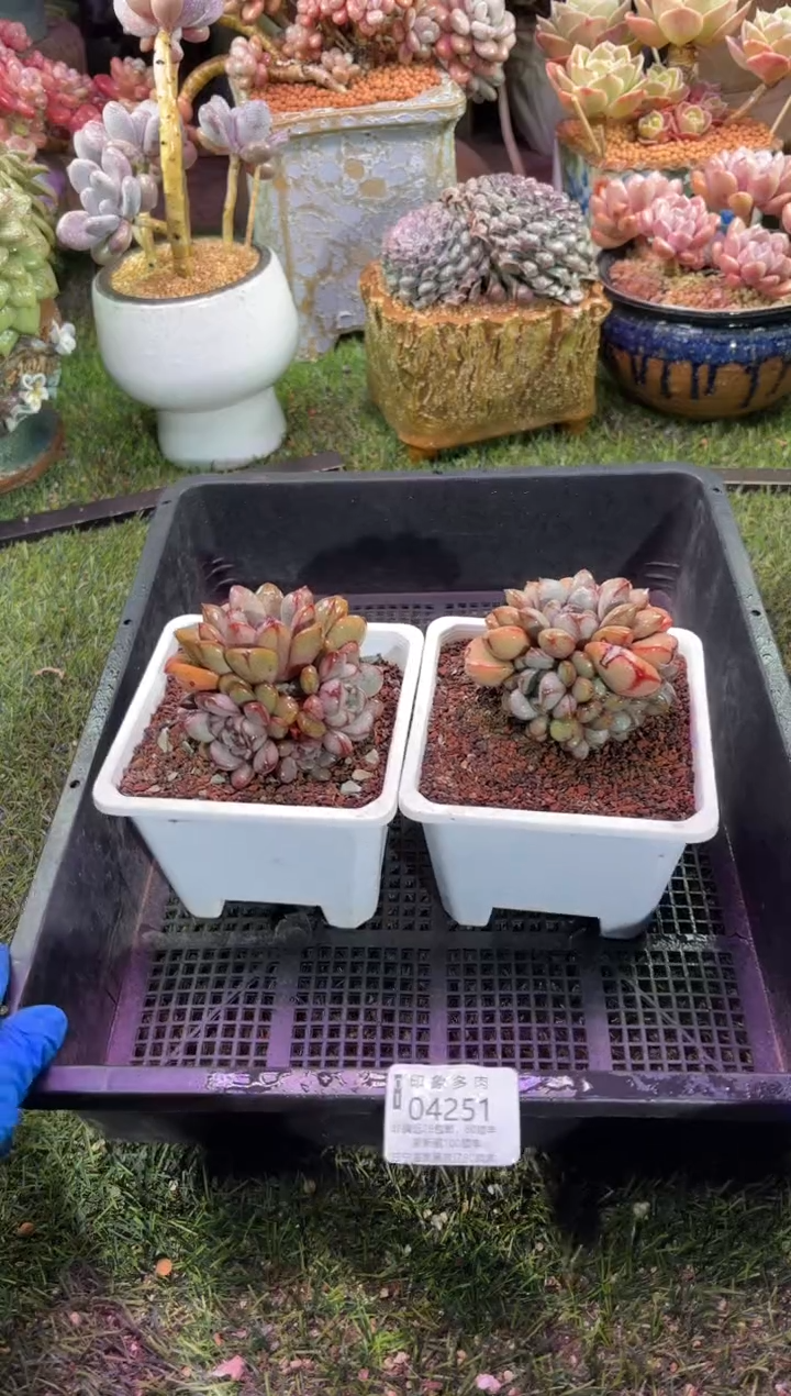 【闪购商品】04251--两颗葡萄