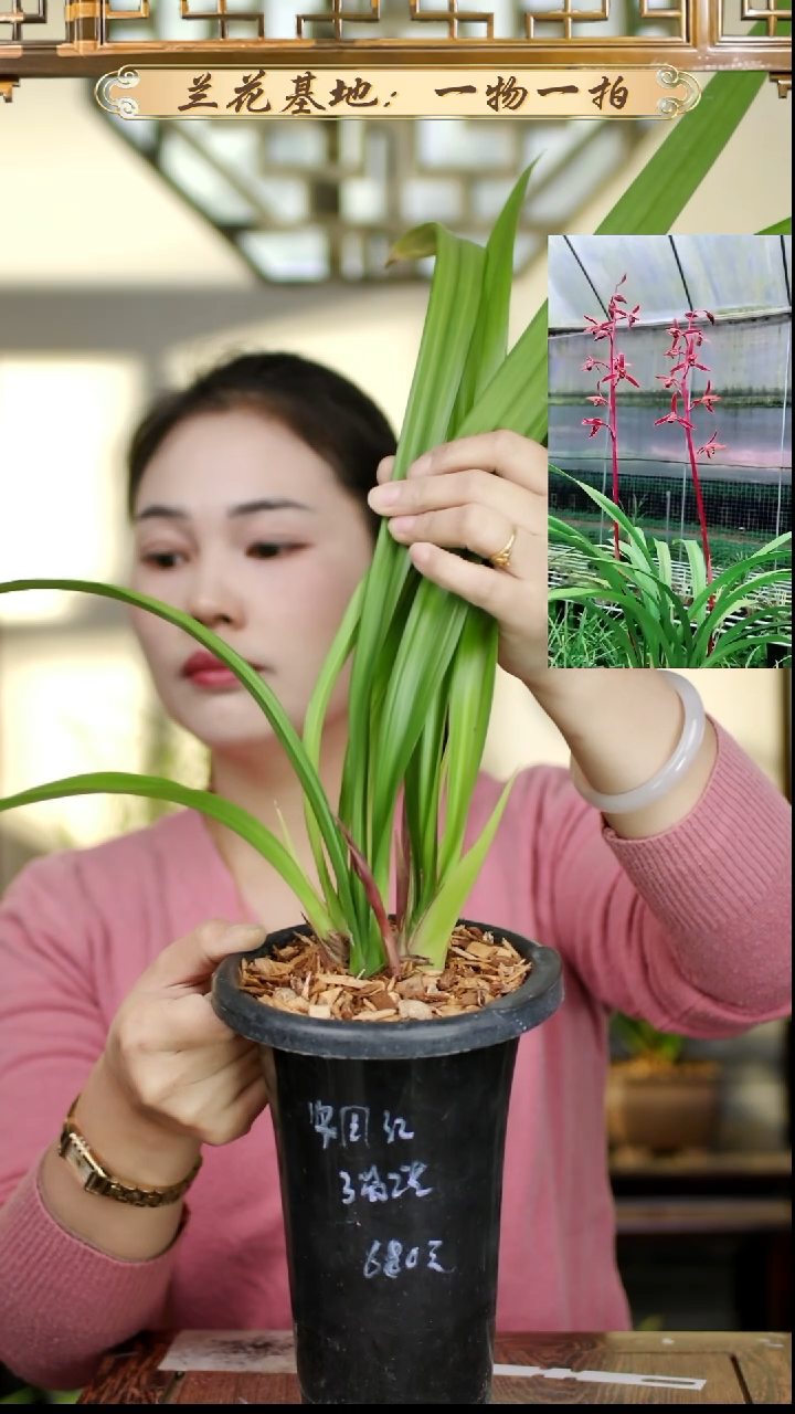 完全开放墨兰中国红