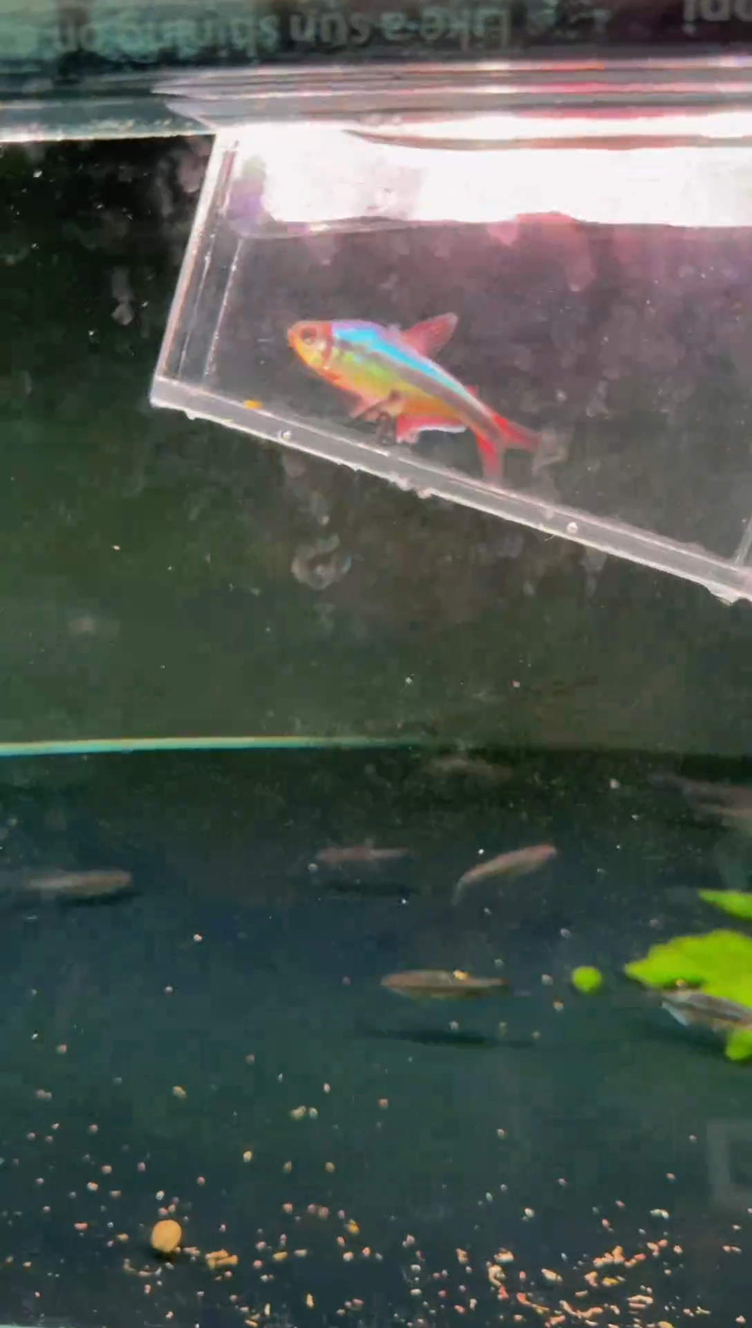 灯科鱼幻彩青魔鬼*1