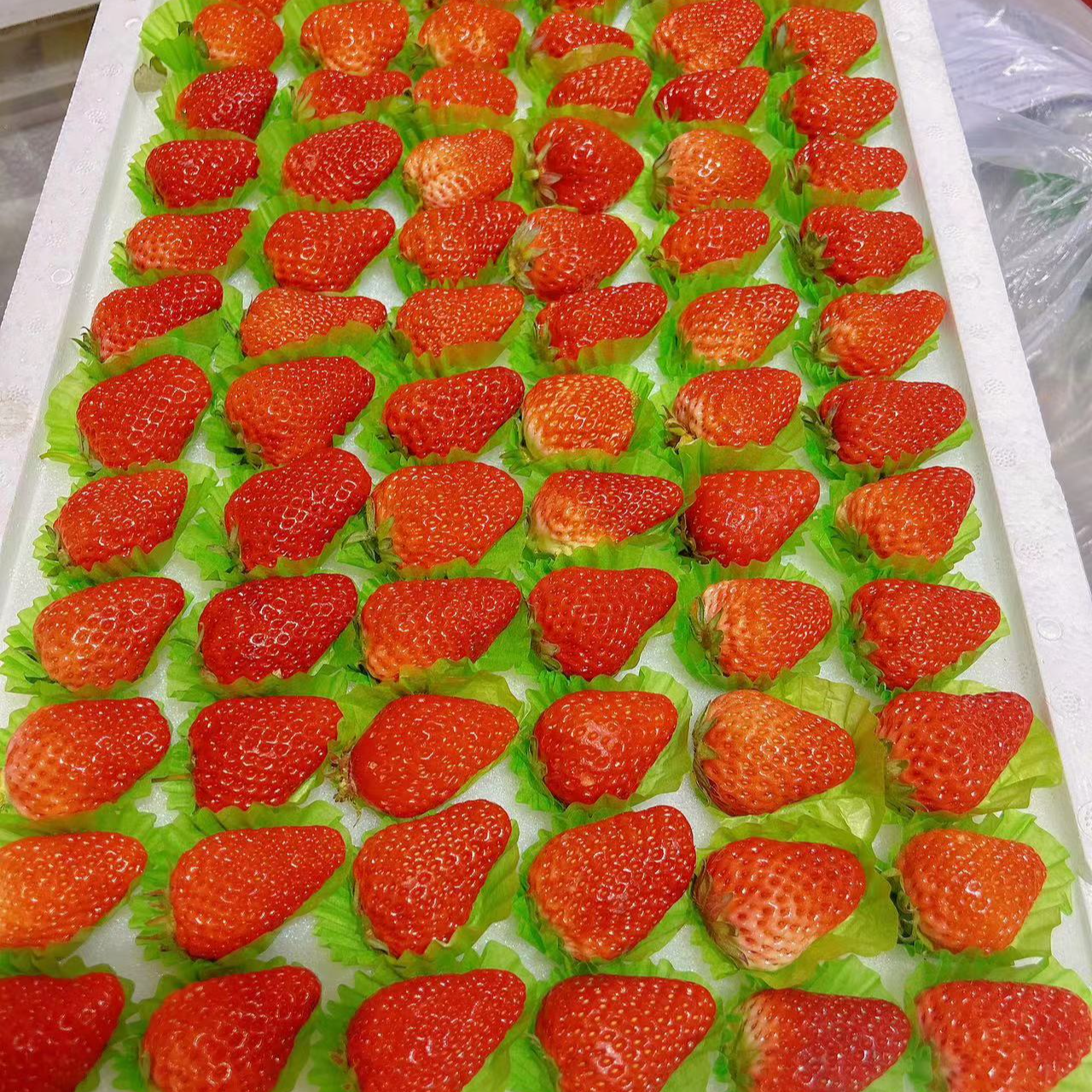 八戒家丹东九九牛奶草莓一板 毛重4斤左右