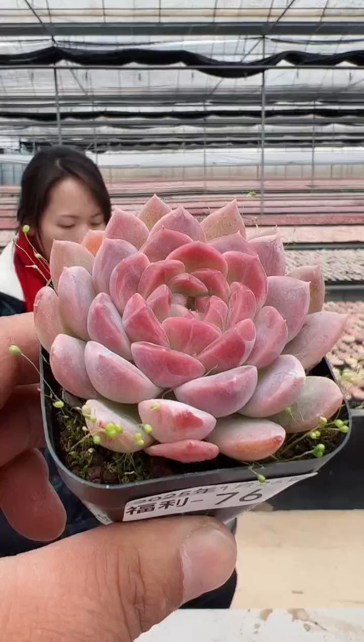 【闪购商品】福利款多肉（红韵）76