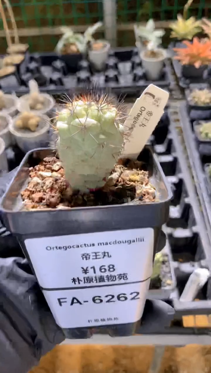 【闪购商品】帝王丸FA-6262