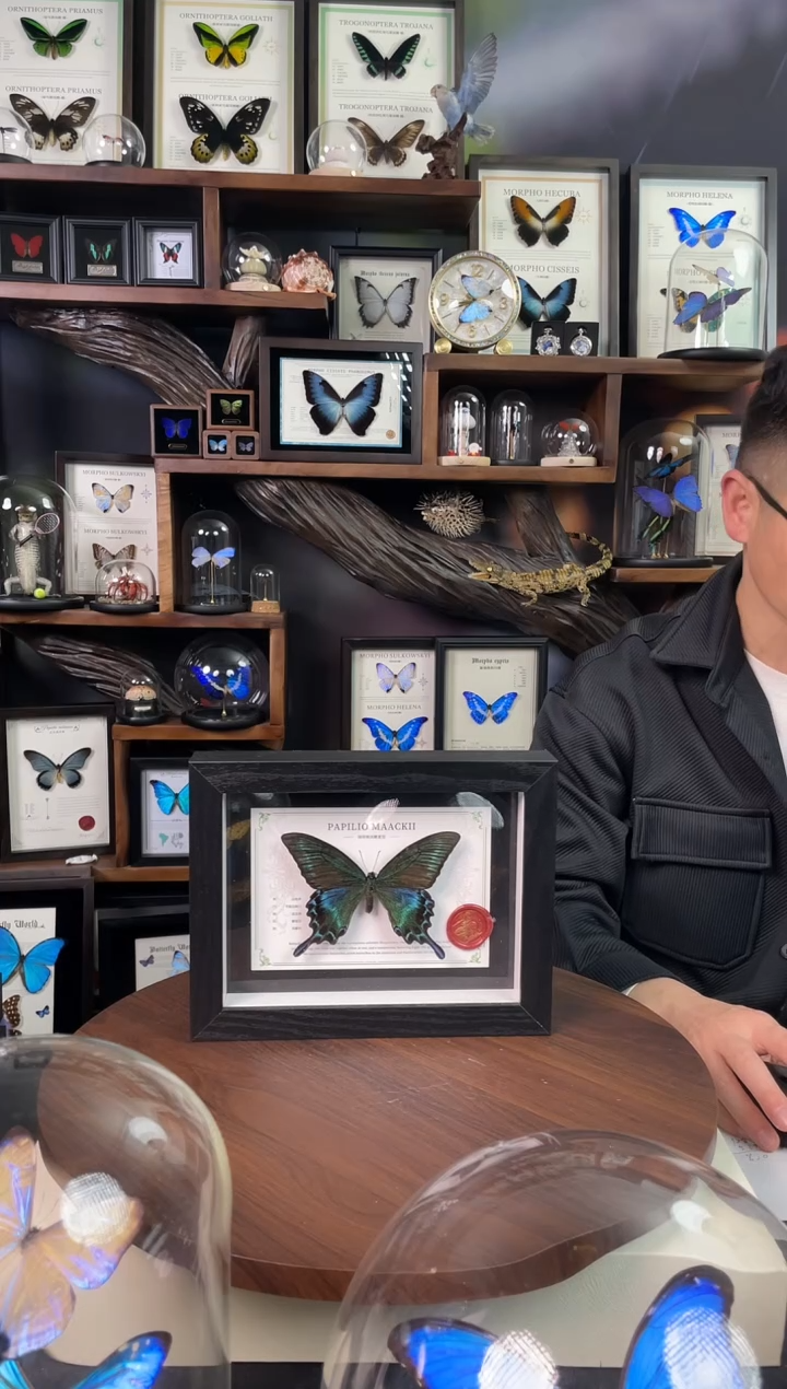 绿带翠凤蝶夏型【8寸黑框】-国风版