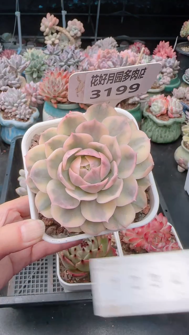 【闪购商品】3199昂斯诺锦