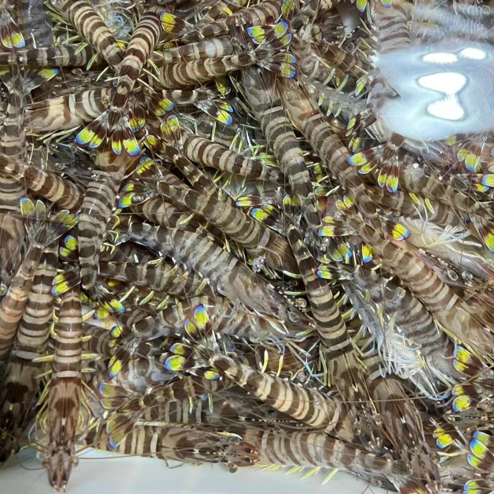 3海捕基围虾/竹节虾（每斤35只左右）2斤  鲜虾速冻后发货 顺丰冷链