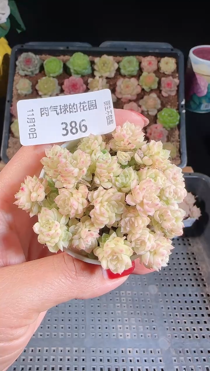 1110-386（群生不包整）