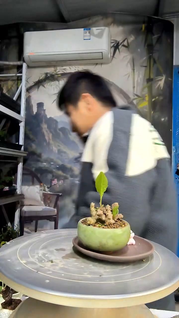 陈*頭中青园艺一物一拍花294