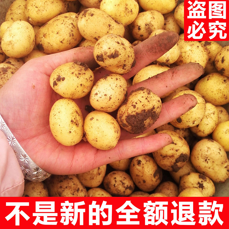 【恩施发货】恩施高山迷你黄心小土豆 黄皮黄心洋芋马铃薯