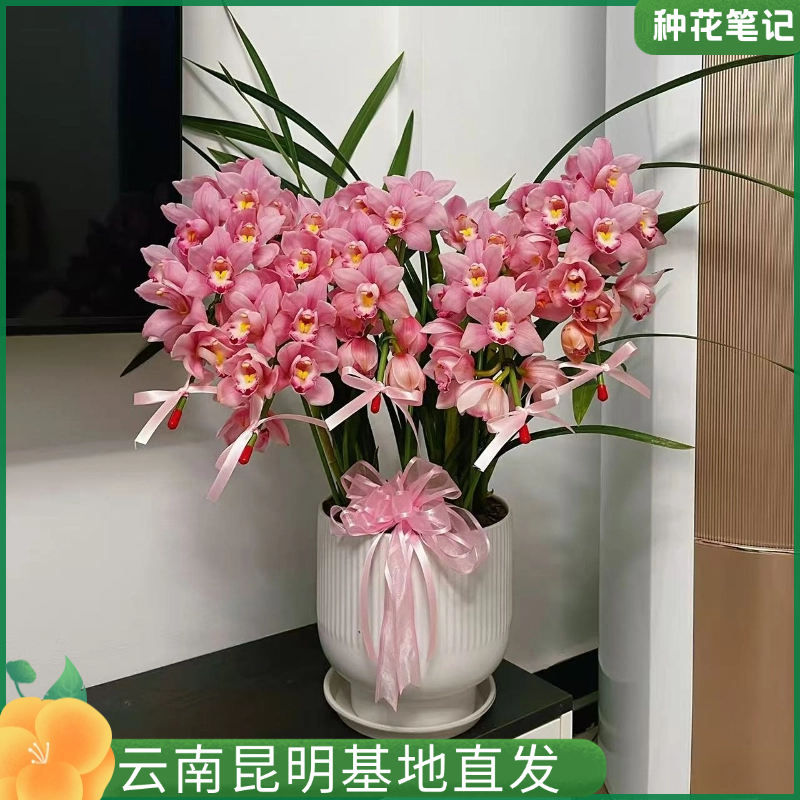 【六朝金粉拱兰】大花蕙兰花带花苞春节精品拱兰带花箭好养活年宵