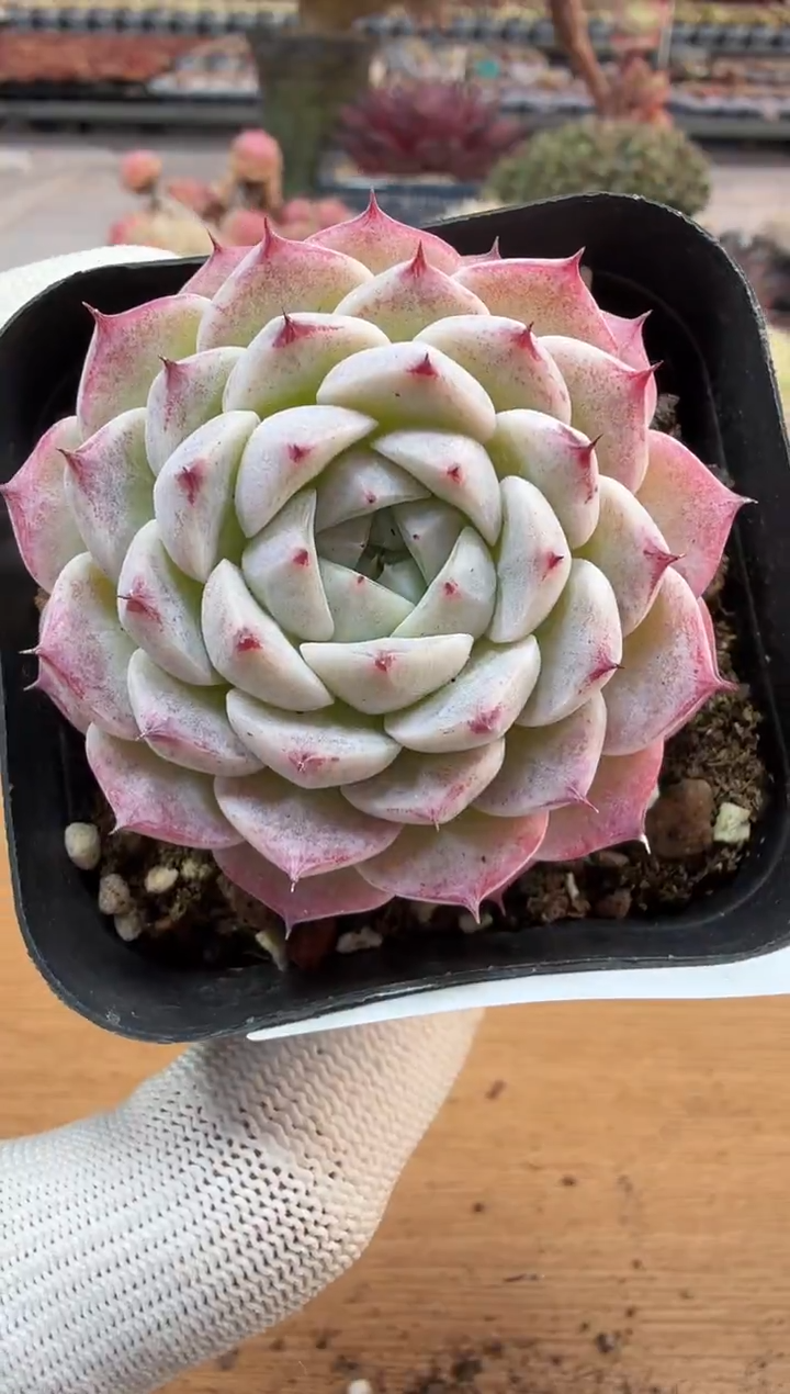 东云多肉园二店-238