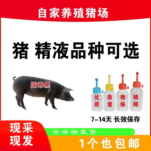 猪精液国寿黑种猪精液2瓶60ml
