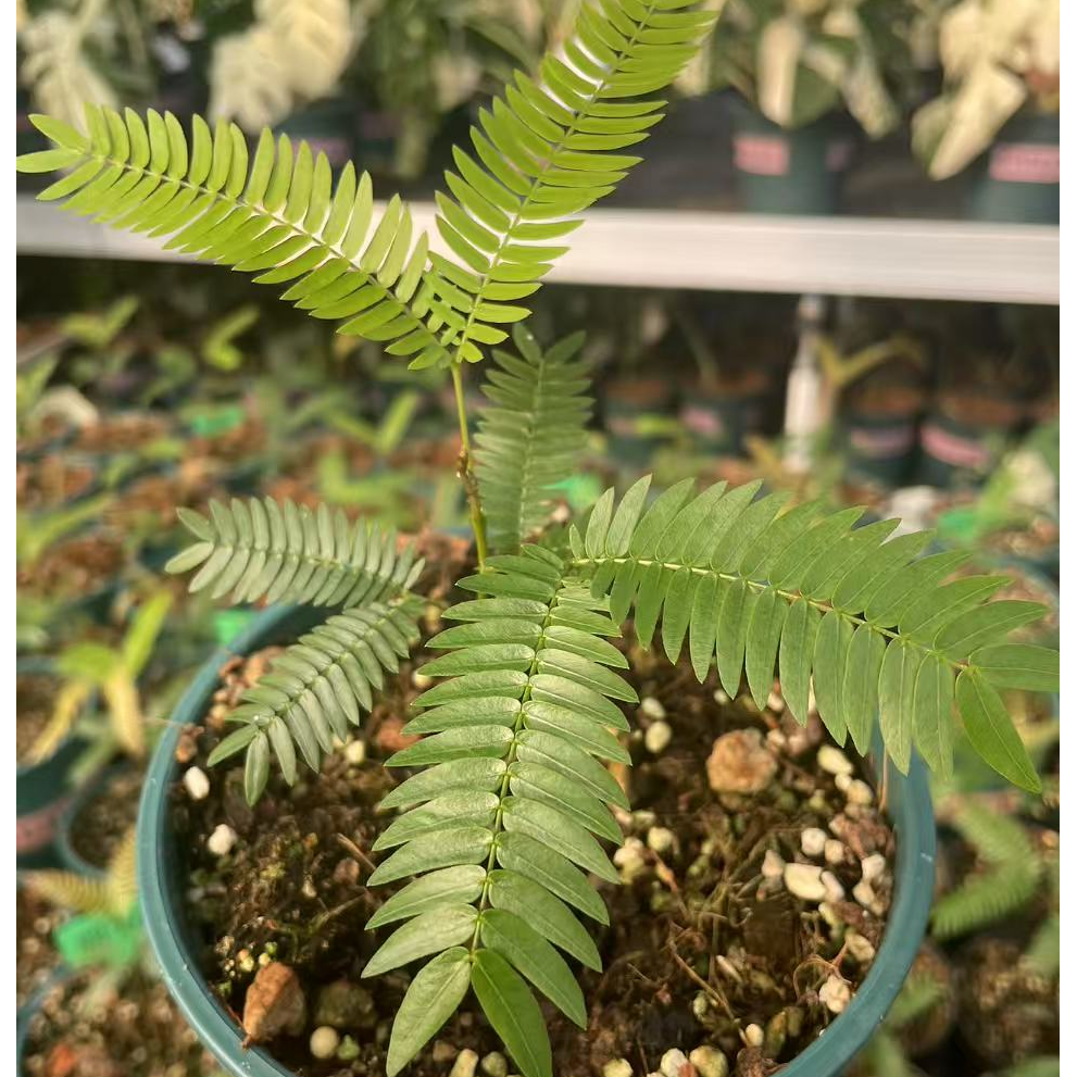 热带植物密叶猴耳环日本进口种子办公室内绿植盆栽