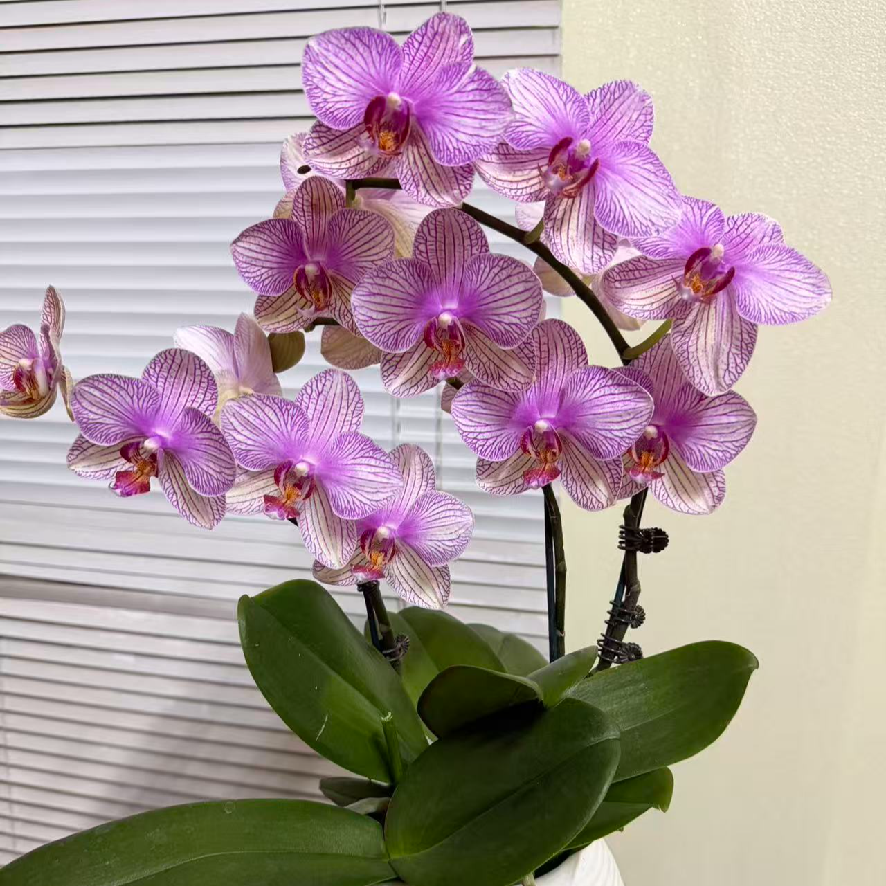 蝴蝶兰【大水晶】3苗3花剑  室内花花 广州基地直发