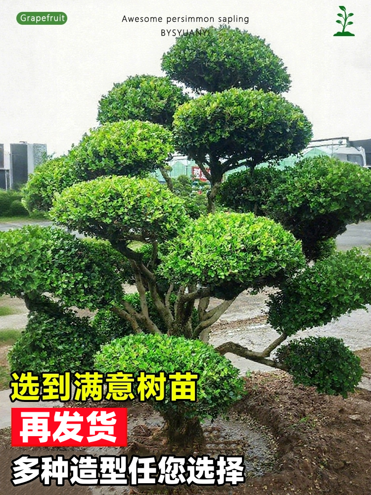 黄杨盆景别墅庭院大型造型树好养绿植