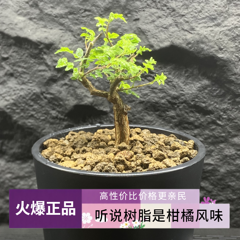 【Botaly花园】滔天橄榄 Commiphora monstruosa 香橙味 入门即王者